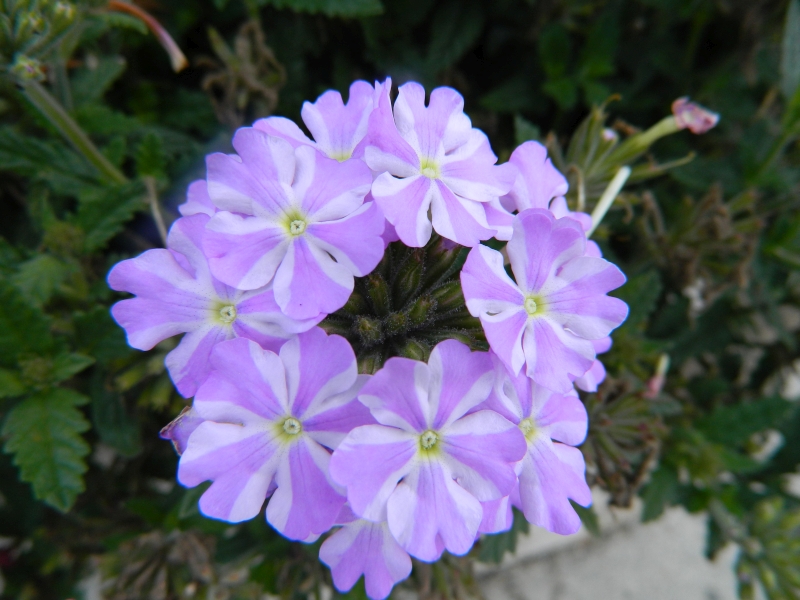 Gartenschau_2014_025.jpg