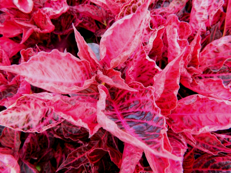 Gartenschau_2014_068.jpg