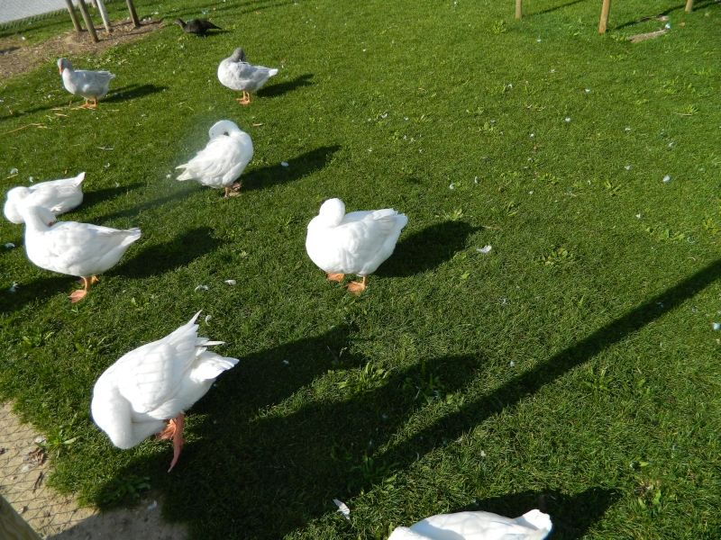Gartenschau_2014_131.jpg