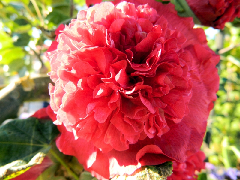 Gartenschau_2014_138.jpg