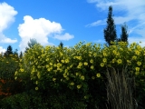 Gartenschau_2014_122.jpg