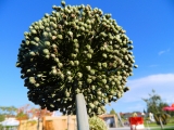 Gartenschau_2014_144.jpg
