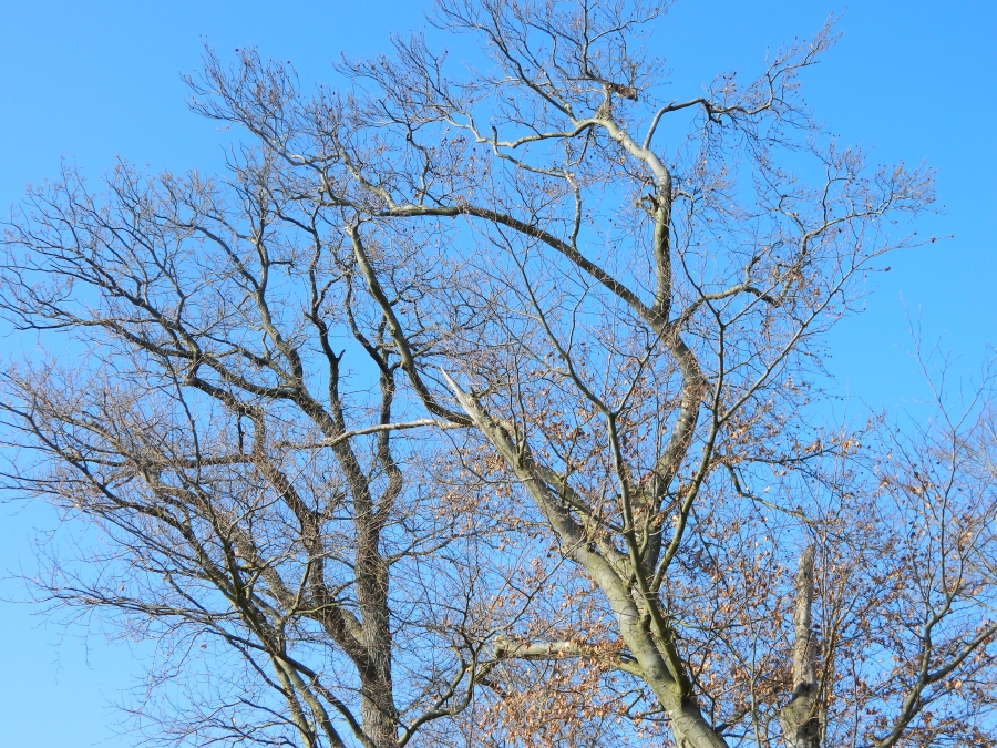 Spaziergang_Meersburg__13.jpg