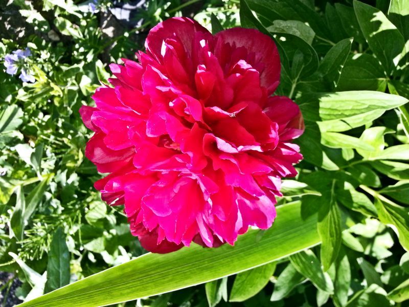 Garten_Mai_2015__011.jpg