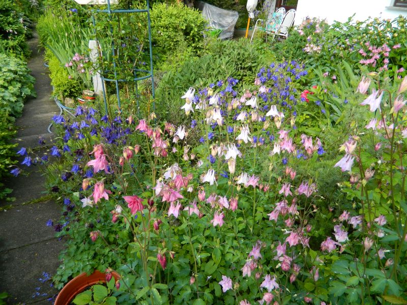 Garten_Mai_2015__018.jpg
