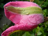 Garten_Mai_2015__023.jpg