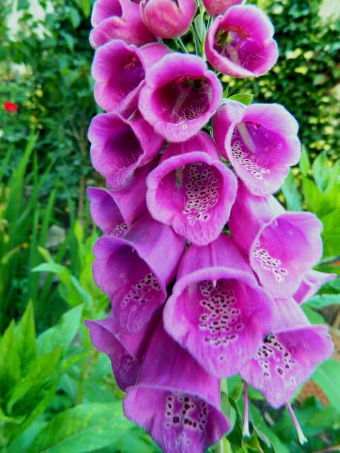 Juni_2015___112.jpg
