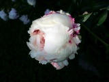 Juni_2015___108.jpg