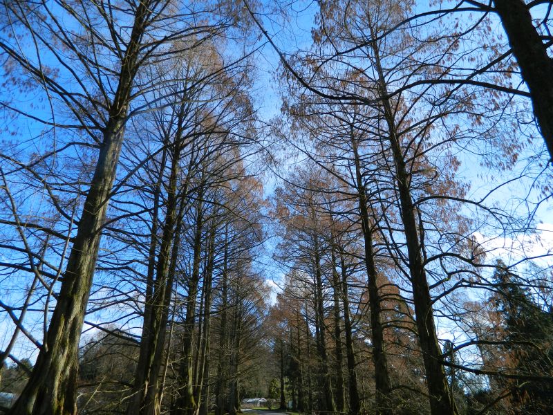 Mainau_2015__003.jpg