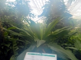 Mainau_2015__074.jpg