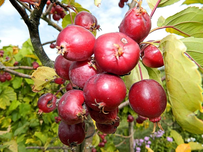 Dahlien_2018_06.jpg