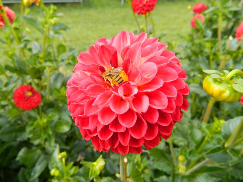 Dahlien_2018_14.jpg
