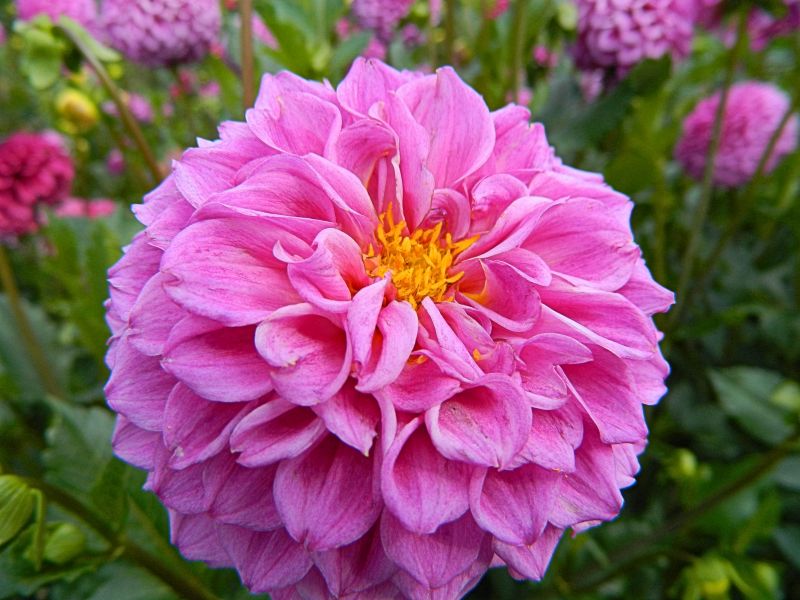 Dahlien_2018_16.jpg