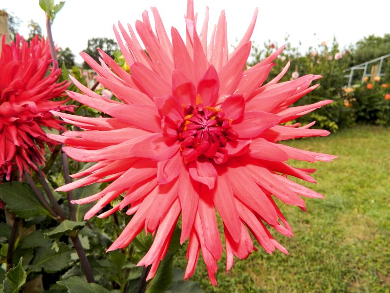 Dahlien_2018_39.jpg