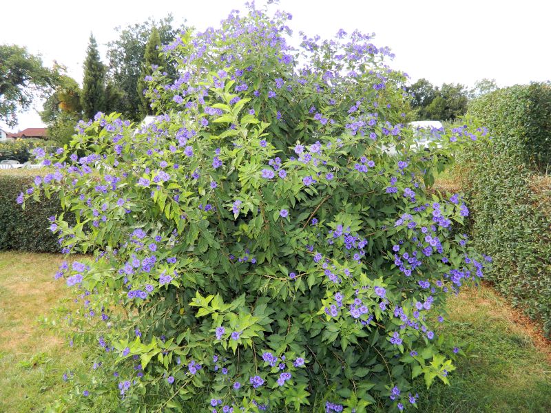 Dahlien_2018_43.jpg