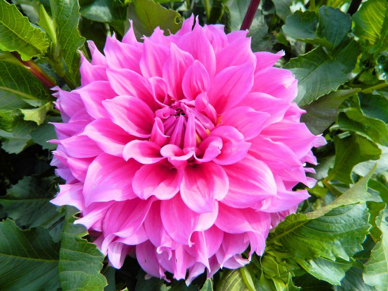 Dahlien_2018_44.jpg