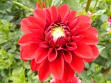 Dahlien_2018_19.jpg