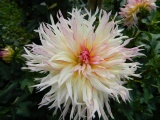 Dahlien_2018_53.jpg