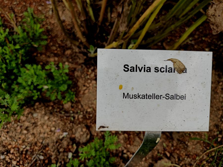 Schlaegl__50.jpg