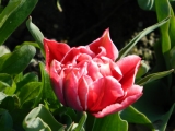 Langenargen_01_April_2012_010.JPG