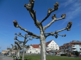 Langenargen_01_April_2012_012.JPG