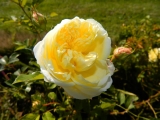 Chorherrenstift-Reichersberg__153.JPG