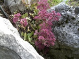 Alpengarten_Bad_Aussee_06.JPG