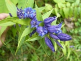 Alpengarten_Bad_Aussee_15.JPG