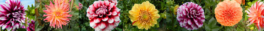 Blumenbild